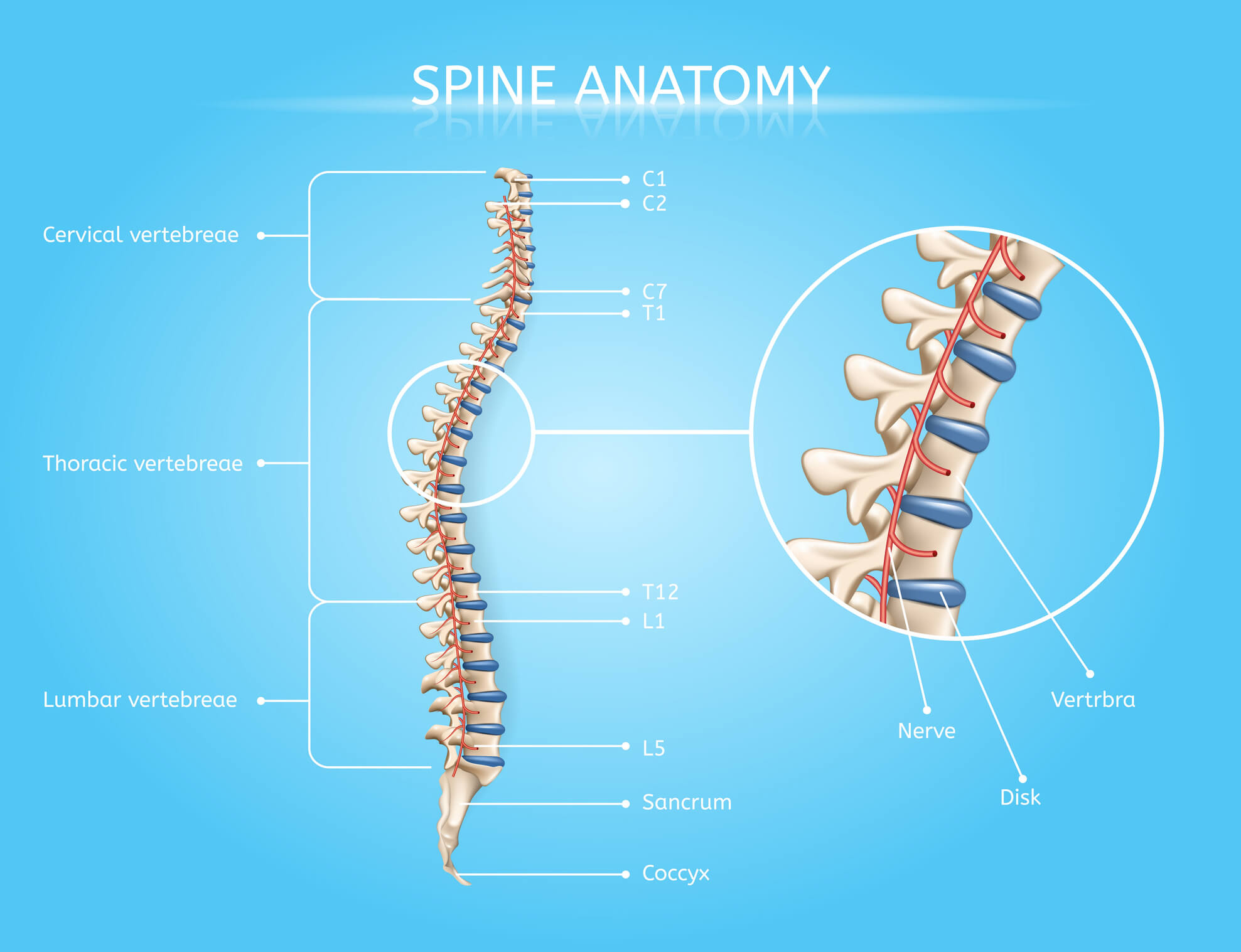 Human Spine Anatomy
